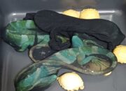 Selundupkan Hewan Eksotis, Penumpang Asal Thailand Dibekuk Bea Cukai Soetta