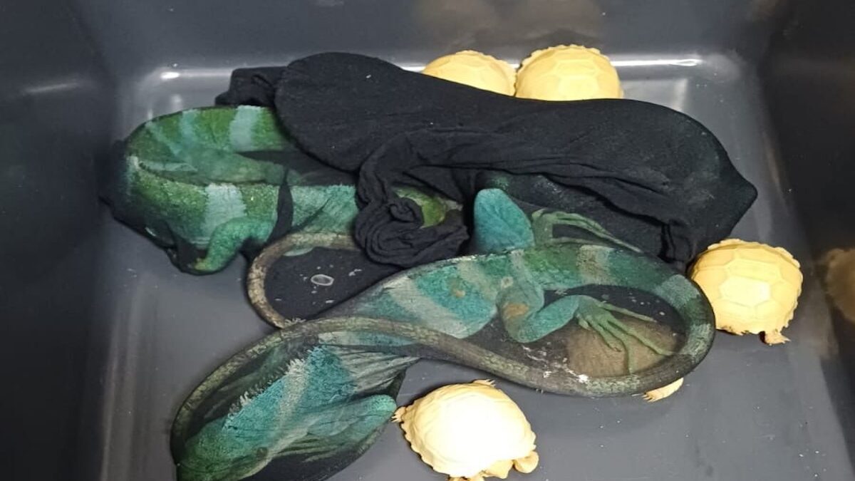 Hewan kura-kura dan iguana yang coba diselundupkan lewat Bandara Soekarno-Hatta, Tangarang (Foto: Dok. Bea Cukai)