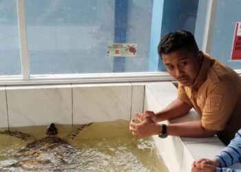 Telur Penyu Bukan Obat, Warga Sumbar Diimbau Stop Konsumsi