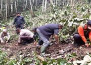 Pertanian Terpadu Digenjot, Pemkab Solok Hidupkan lagi Kopi Ulu Rimbo