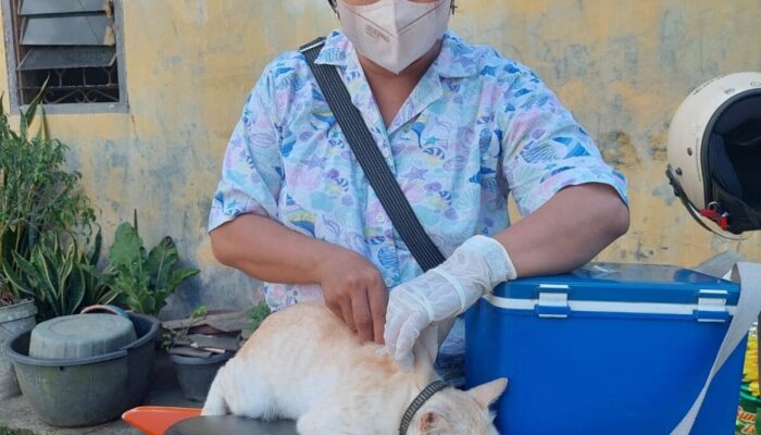 Sindikat Ternak Babi di Nias tak Terjamah, Kementan Desak Pemda Perketat Distribusi