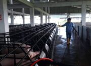 Wabah ASF Intai Babi, Surat Ini Justru Lancarkan Distribusi, Kok Bisa?