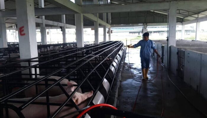 Wabah ASF Intai Babi, Surat Ini Justru Lancarkan Distribusi, Kok Bisa?