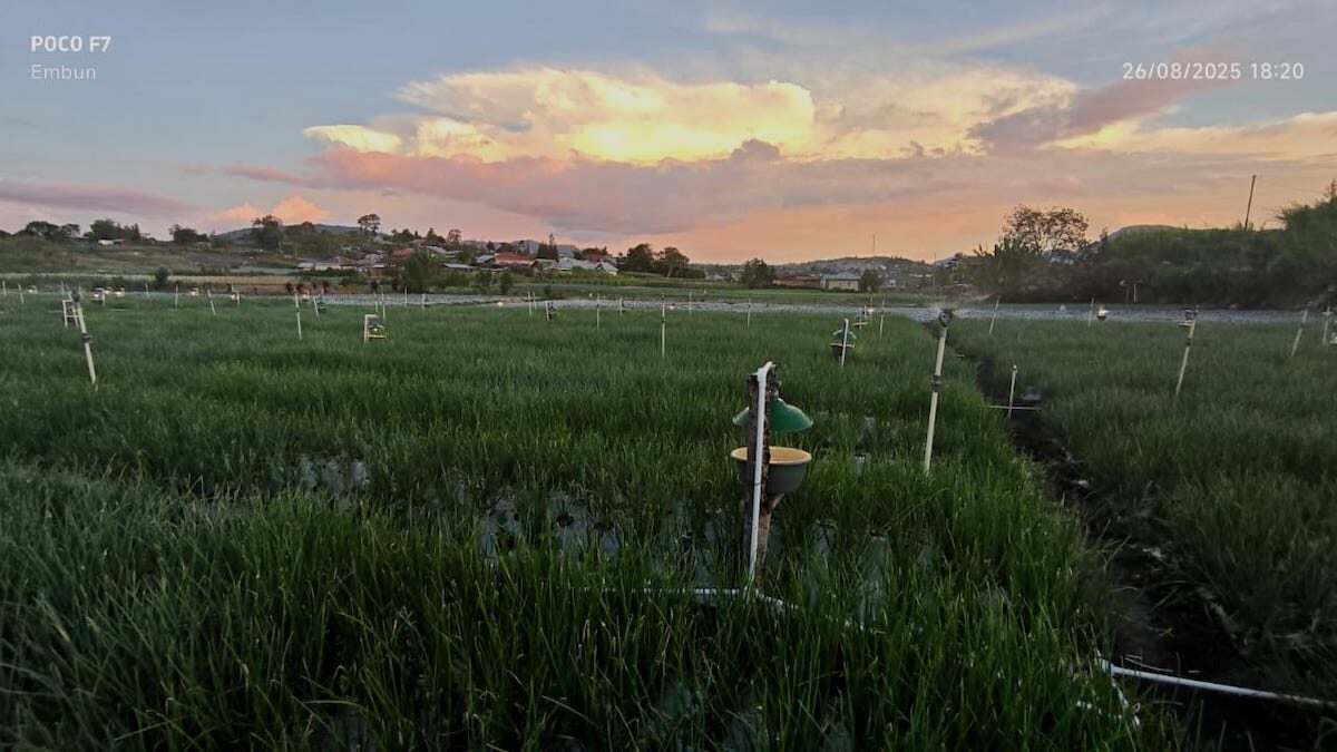 Salah satu penerapan electrifying agriculture pada ladang bawang di Alahan Panjang, Kabupaten Solok. (dok. Radarsumbar)