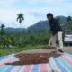 Proses pengolahan kopi di Nagari Unggan. (dok. istimewa)