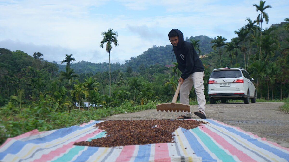 Proses pengolahan kopi di Nagari Unggan. (dok. istimewa)