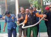 Damkar Padang Evakuasi Ular Masuk Galeri di Kawasan Pantai Air Manis