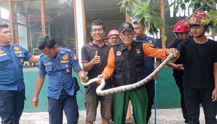Damkar Padang Evakuasi Ular Masuk Galeri di Kawasan Pantai Air Manis