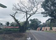 DLH Dharmasraya Duga Pohon Pelindung di Jalinsum Sengaja Dirusak