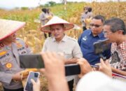 Panen Raya Jagung di Sukarami, Bupati Solok Tegaskan Dukungan untuk Swasembada Pangan