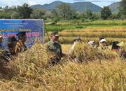 Panen Padi Bersama di Solok, Gubernur Mahyeldi Dorong Kemandirian Petani Melalui Pupuk Organik