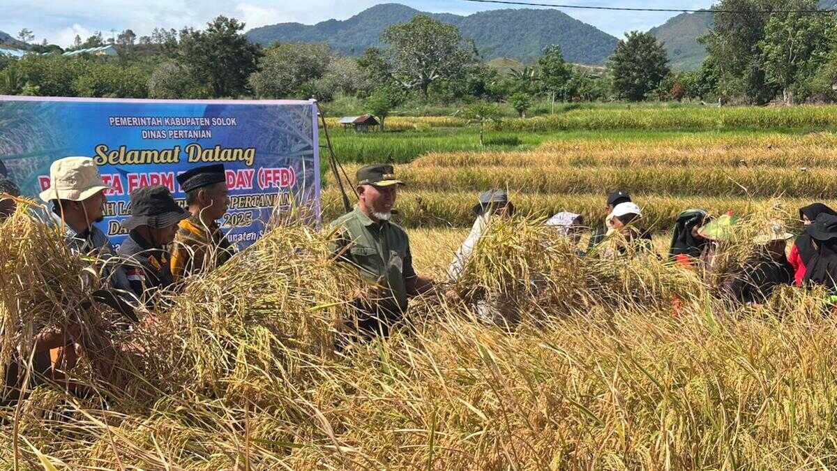 Gubernur Mahyeldi panen padi sawah pokok murah. (dok. adpsb)