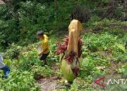 Bunga Bangkai Amorphophallus Titanum akan Mekar Sempurna di Agam