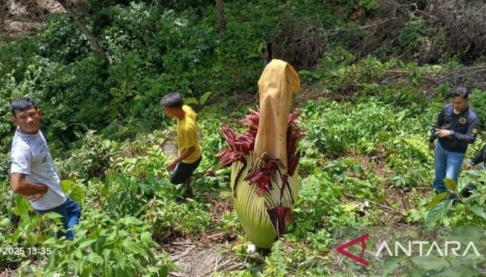 Bunga Bangkai Amorphophallus Titanum akan Mekar Sempurna di Agam