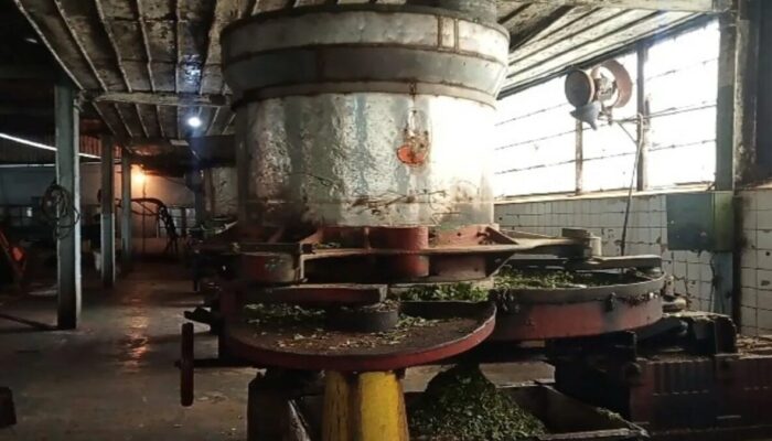 Mesin Peninggalan Belanda Masih jadi Andalan Produksi Teh Kayu Aro