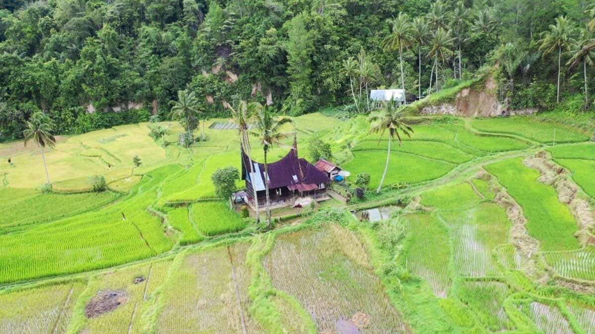 ilustrasi tanah ulayat milik kaum di Sumbar. (dok. istimewa)