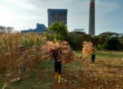 PLN Sulap Limbah Jagung Jadi Listrik di Tuban, Petani Dapat Tambahan Penghasilan