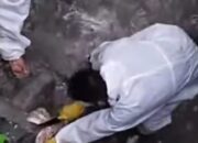 Warga Resah! Puluhan Bangkai Hewan Cemari Sungai di Gunungsitoli Utara