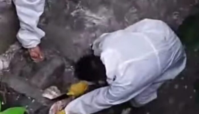 Warga Resah! Puluhan Bangkai Hewan Cemari Sungai di Gunungsitoli Utara