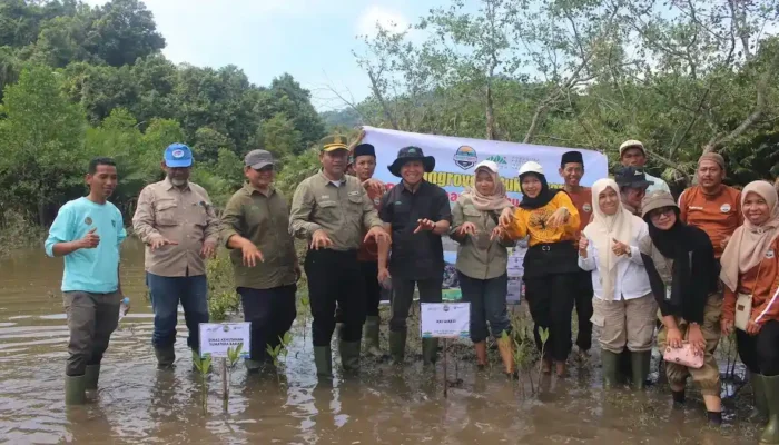 Pemulihan Mangrove Sungai Pinang, Lebih dari 20 Ribu Bibit Ditanam