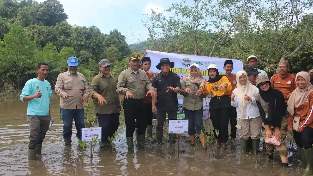 Penanaman mangrove oleh KKI Warsi di Sungai Pinang, Kabupaten Pesisir Selatan. (dok. istimewa)