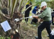 Program Replanting Sawit di Sumbar Mulai Menunjukkan Hasil