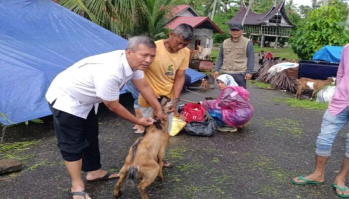 Banjir Rugikan Peternak, Pemkab Padang Pariaman Distribusikan Vitamin untuk Sapi, Kerbau, dan Kambing