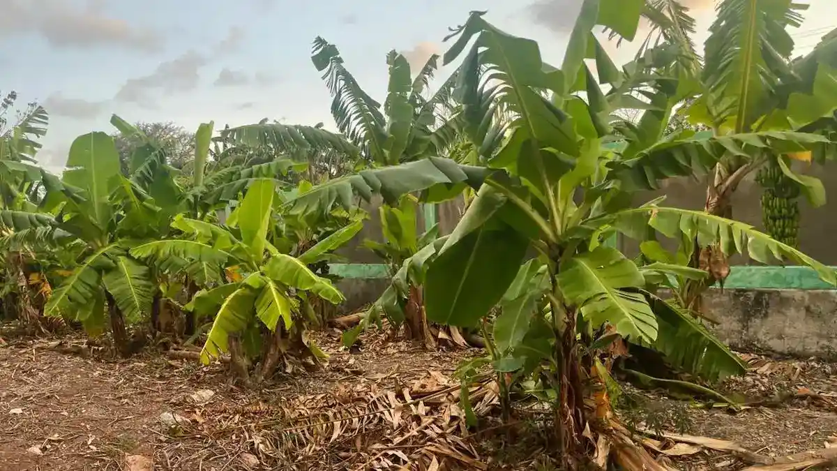 Kampung Reforma Agraria lakukan budidaya pisang cavendish. (dok. istimewa)