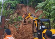 Dua Pohon Besar Tumbang di Lubuk Minturun, Akses Warga Terputus dan Timbulkan Material Longsor