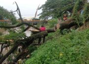 Pohon Besar Tumbang Hambat Aliran Banjir Kanal Siteba, BPBD Lakukan Penanganan Cepat
