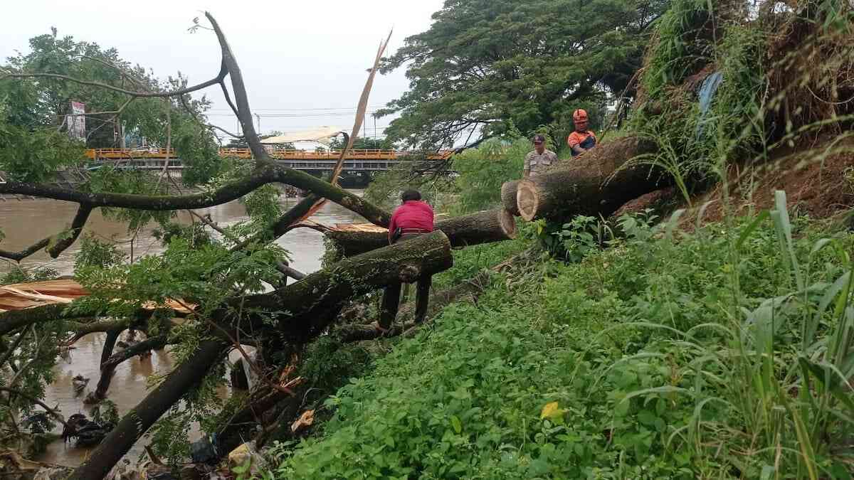 Pohon besar tumbang di Siteba akibat angin kencang. (dok. BPBD Padang)
