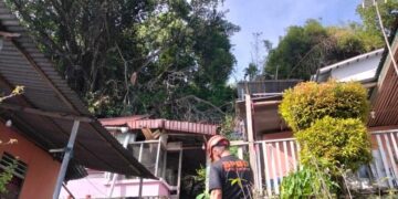 Pohon Beringin Tumbang Timpa Tiga Rumah di Seberang Palinggam