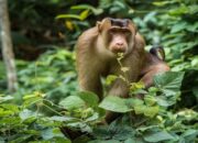 BKSDA Evakuasi Beruk yang Masuk Masjid di Pasaman, Alami Luka di Kedua Kaki