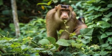 BKSDA Evakuasi Beruk yang Masuk Masjid di Pasaman, Alami Luka di Kedua Kaki