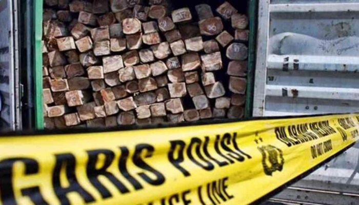 Illegal Logging di Cagar Alam Maninjau, 148 Batang Kayu Disita, Dua Orang Diamankan