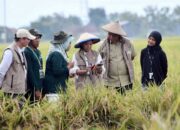 Tani Digital Tunjukkan Teknologi Bisa Percepat Ketahanan Pangan