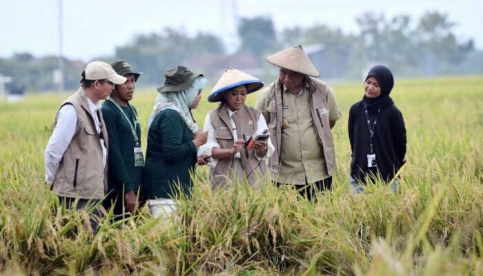 Tani Digital Tunjukkan Teknologi Bisa Percepat Ketahanan Pangan