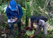 Amorphophallus Bunga Endemik Sumatera Kembali Ditemukan di Agam