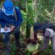 Tim Balai Konservasi Sumber Daya Alam (BKSDA) Sumatera Barat (Sumbar) kembali menemukan Amorphophallus Titanum di Kabupaten Agam, Senin (12/1/2026). (dok. Antara/Fandi Yogari)