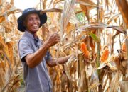 Pemerintah Pastikan Tidak Ada Impor, Indonesia Capai Swasembada Jagung pada 2026