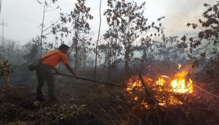 63,53 Hektare Lahan Terbakar di Siak, BPBD Tetapkan Siaga Darurat Karhutla