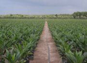 Optimalisasi Aset Perkebunan Melalui Sistem Informasi Inventaris PTPN XIV