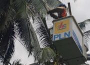 Siap Hadirkan Listrik Andal di Bulan Suci, PLN Gencarkan Pembersihan Jaringan