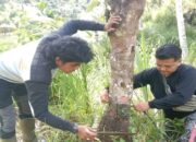 Pengalaman Menegangkan, Tim Pagari Berhadapan Langsung dengan Harimau Sumatera di Agam