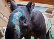 Jaringan Perdagangan Tapir di Pasaman Terbongkar, Dua Pelaku Ditangkap