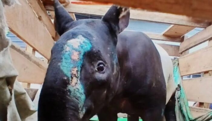 Jaringan Perdagangan Tapir di Pasaman Terbongkar, Dua Pelaku Ditangkap