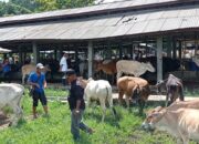 Pasar ternak di Agam. (dok. istimewa)