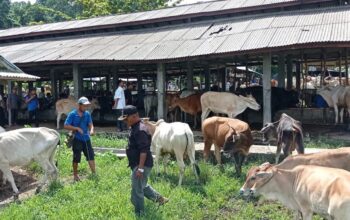 Pasar ternak di Agam. (dok. istimewa)