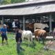 Pasar ternak di Agam. (dok. istimewa)