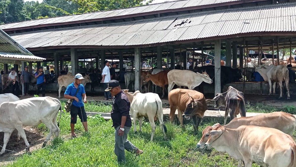 Pasar ternak di Agam. (dok. istimewa)